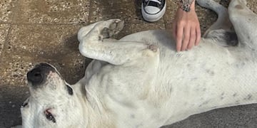 Puchi, el héroe de cuatro patas en Malagueño.