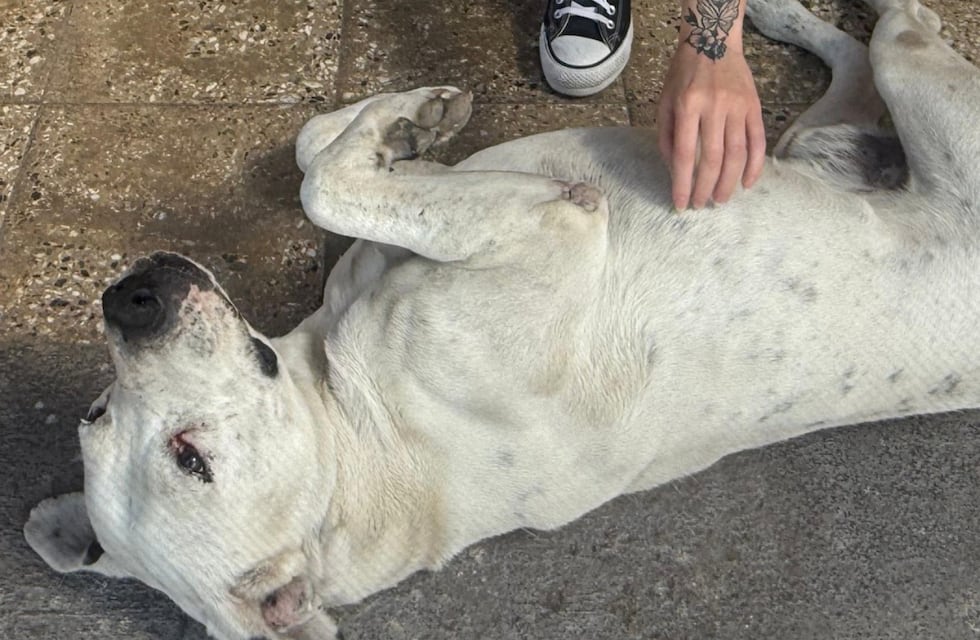 Su perro la salvó de que un ladrón la asfixiara en su casa en Córdoba: “No sé cómo...”