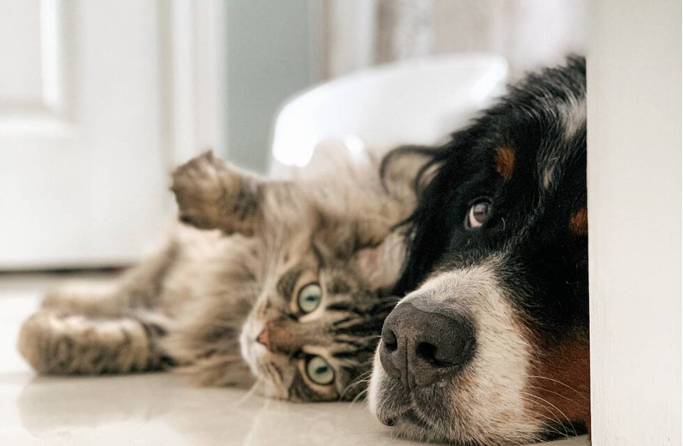 Cambios en las farmacias de Argentina: comenzarían a vender también remedios para mascotas