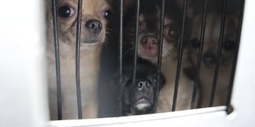 Desmantelaron un criadero de perros de raza chihuahua