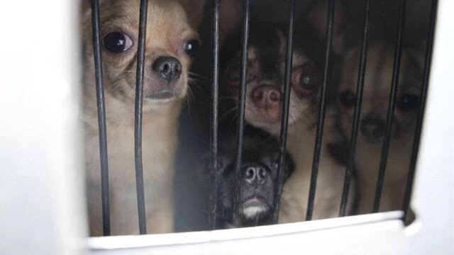 Desmantelaron un criadero de perros de raza chihuahua