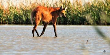 Presentaron el proyecto de Monitoreo de Mamíferos en el sur del Mar de Ansenuza