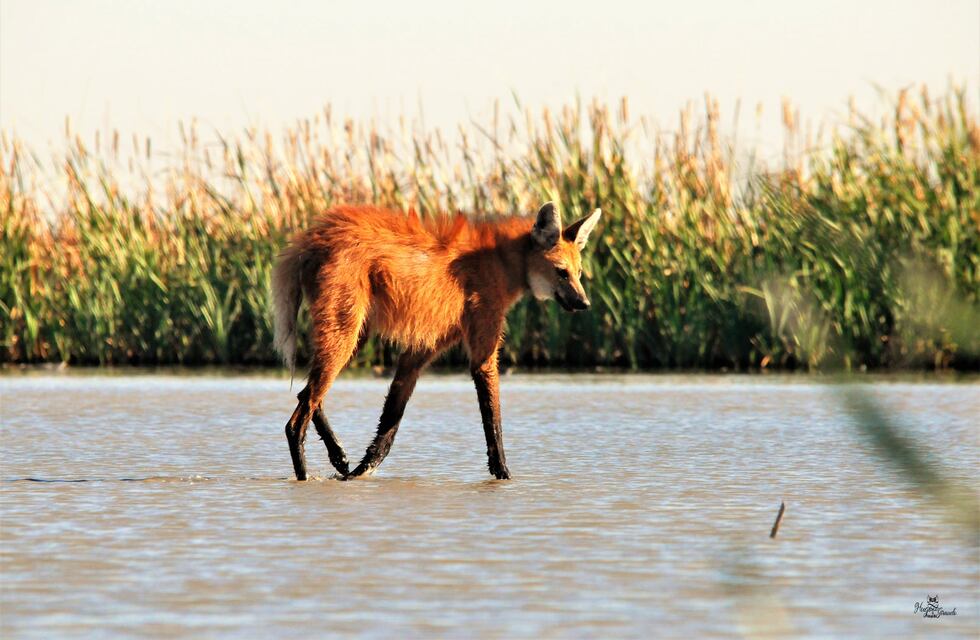 Presentaron el proyecto de Monitoreo de Mamíferos en el sur del Mar de Ansenuza