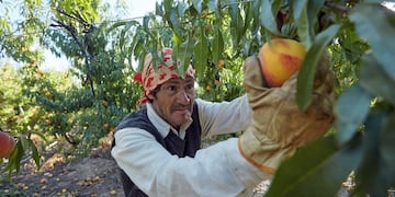 Trabajadores fueron capacitados en Las Heras y participan de la cosecha de durazno en otros departamentos.