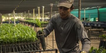 Creación de plantines que resultarán en árboles
