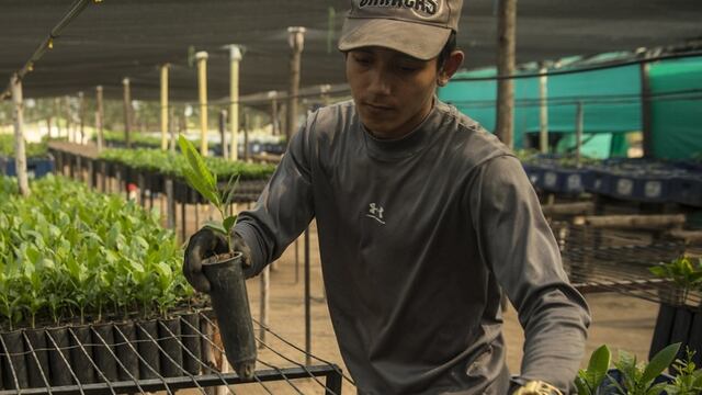Creación de plantines que resultarán en árboles