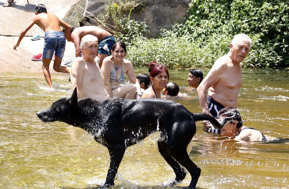 ¿Cómo cuidar a nuestras mascotas en los días de calor?