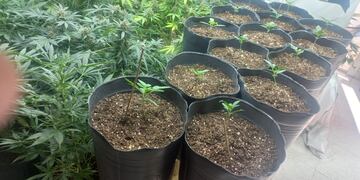 Le incautaron 43 plantas de cannabis.
