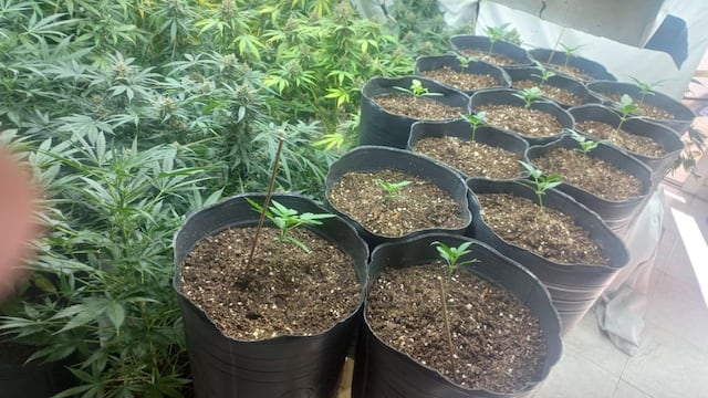 Le incautaron 43 plantas de cannabis.
