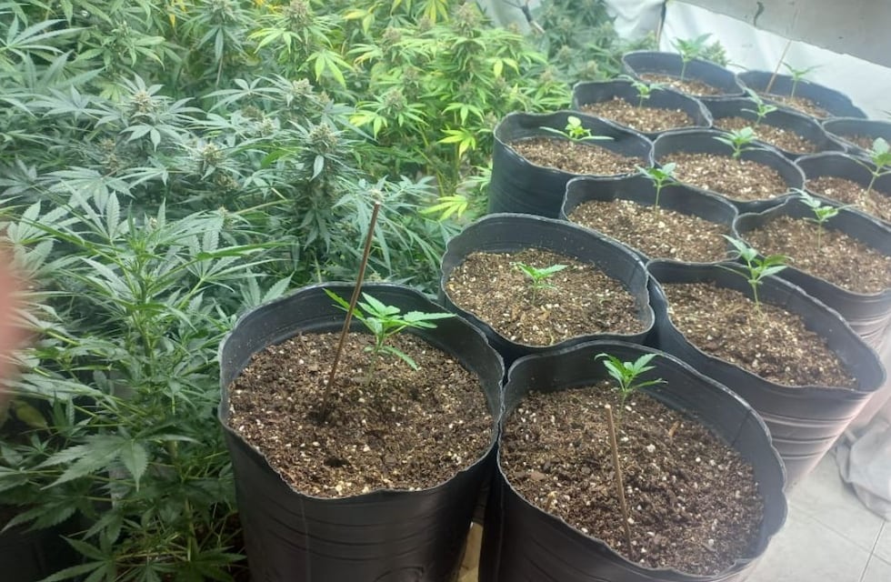 Córdoba: denunció un robo en su casa y el Eter le descubrió 43 plantas de marihuana