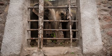 A fin de mes comienza el traslado de Pocha y Guillermina.