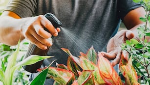 El fertilizante de cáscara de banana es la opción preferida por especialistas para revivir plantas marchitas en verano.