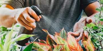 El fertilizante de cáscara de banana es la opción preferida por especialistas para revivir plantas marchitas en verano.