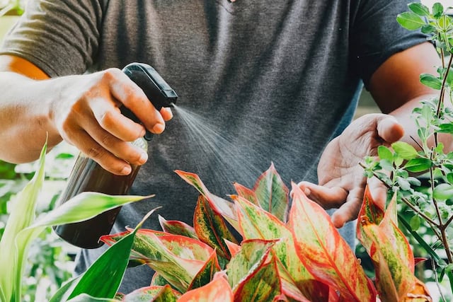 El fertilizante de cáscara de banana es la opción preferida por especialistas para revivir plantas marchitas en verano.