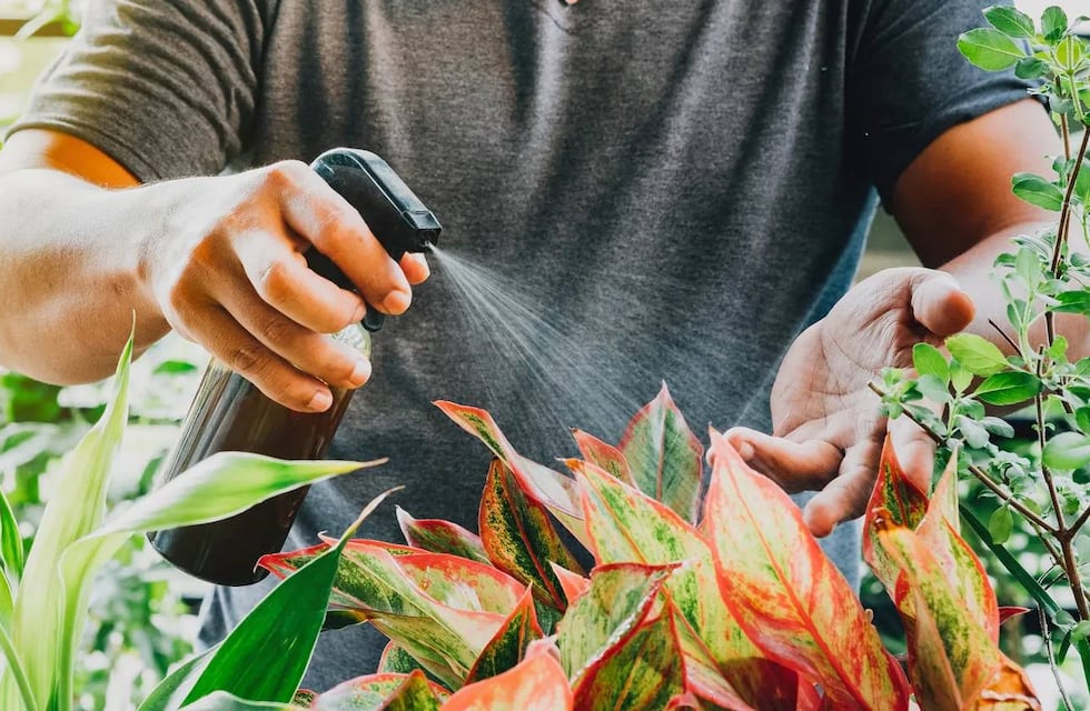 Se hace con una cáscara y reviva las plantas que están marchitas: así es el fertilizante casero que utilizan los especialistas