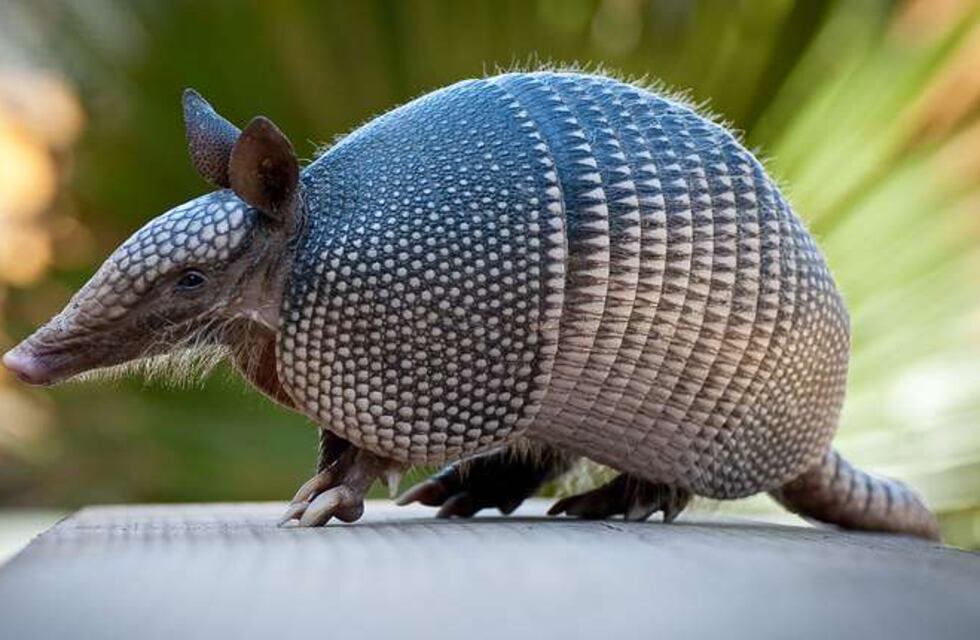 Video: Policías de Chaco rescataron e hidrataron a un tatú carreta que huía de los incendios