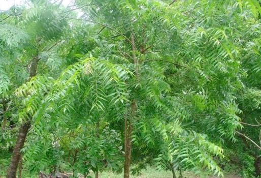 El árbol que protege de los insectos y da sombra en verano