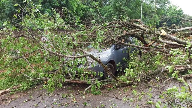 Un herido leve tras la caída de un árbol sobre un vehículo y una moto en Puerto Iguazú