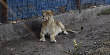 La ONG Mundo Aparte rebautizó como "Kiara" a la hembra adulta hallada en Maggiolo.