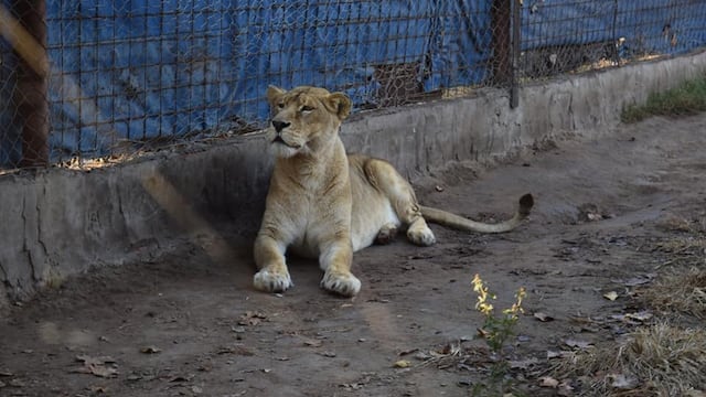 La ONG Mundo Aparte rebautizó como "Kiara" a la hembra adulta hallada en Maggiolo.