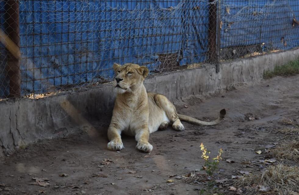 Trasladaron a un refugio de Rosario a un tigre de Bengala y una leona