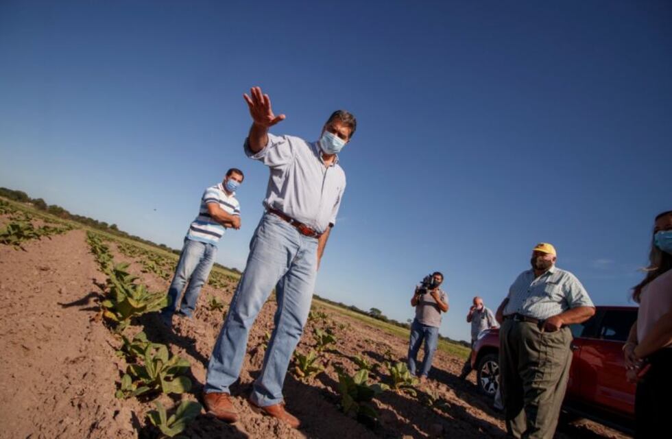 Productores chaqueños de tabaco recibirán 152 millones de pesos adeudados de Nación