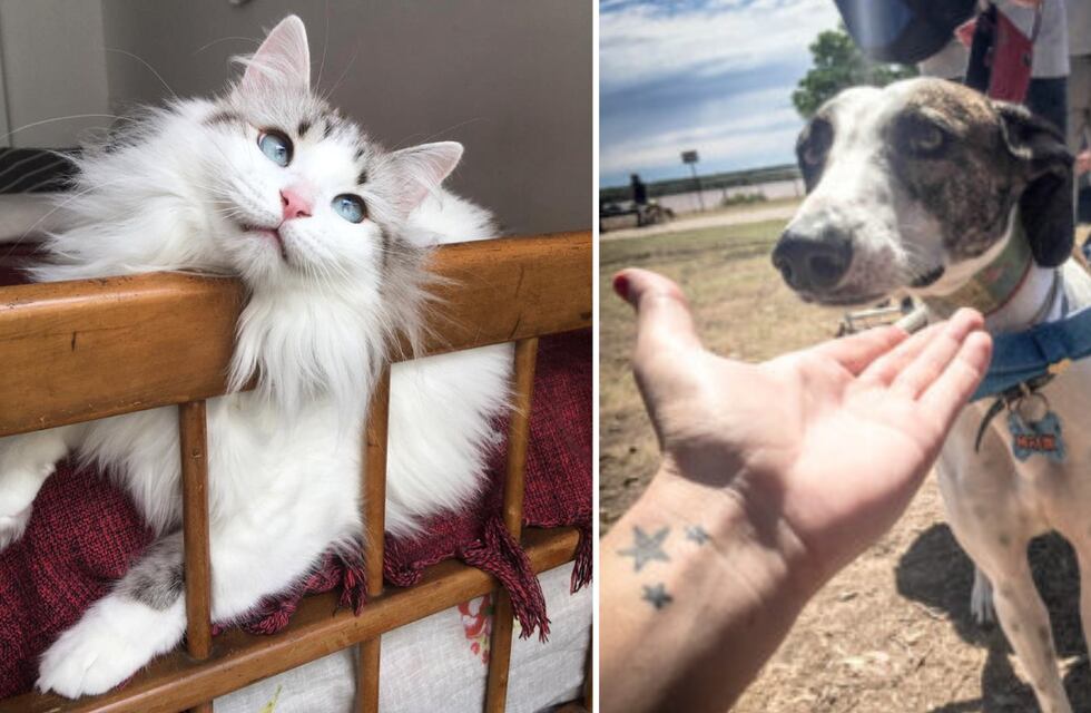 Finde animalero: Rosario tendrá una feria con temática felina y un encuentro de galgos libres