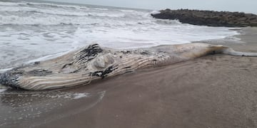 Piden no tener contacto con el cuerpo del animal