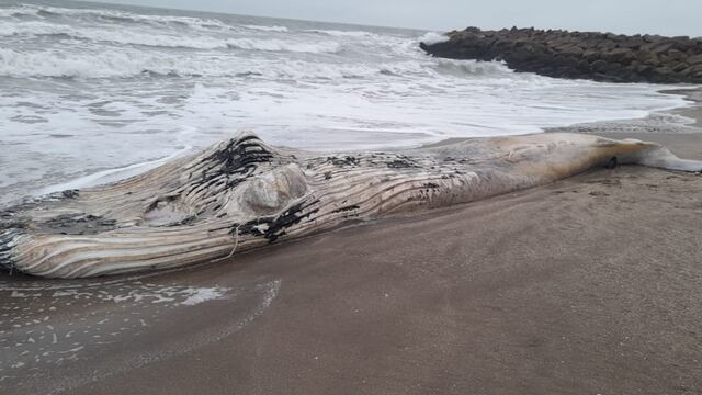 Piden no tener contacto con el cuerpo del animal