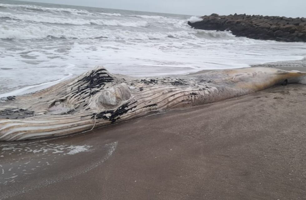 Un ejemplar de ballena Yubarta sin vida llegó a las playas de Santa Clara del Mar