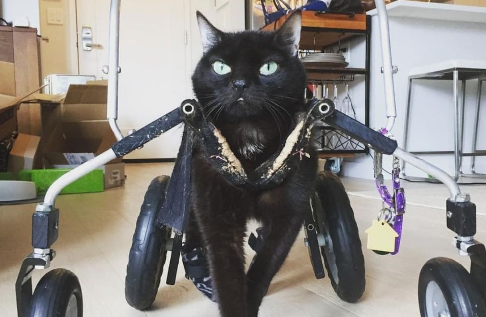 La historia de Brutiss, una adorable gata con hipoplasia cerebelosa que enterneció las redes