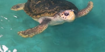 El tortugo Jorge llegó a Mar del Plata después de ser trasladado desde Mendoza.