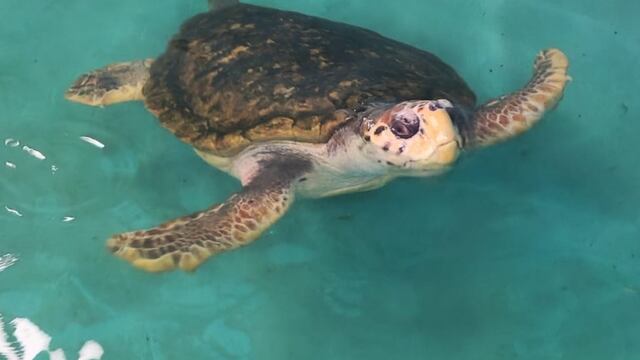 El tortugo Jorge llegó a Mar del Plata después de ser trasladado desde Mendoza.