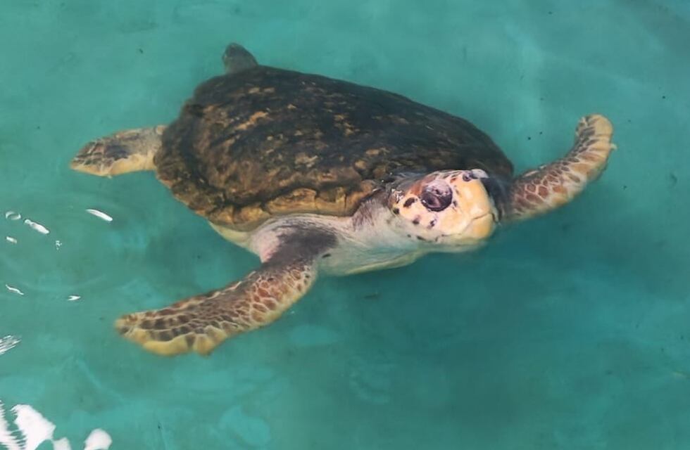 El Tortugo Jorge, tras años de cautiverio en Mendoza: cómo evoluciona y qué especies convivirán con él