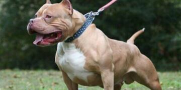 Un Pitbull atacó a un joven de 16 años en Posadas
