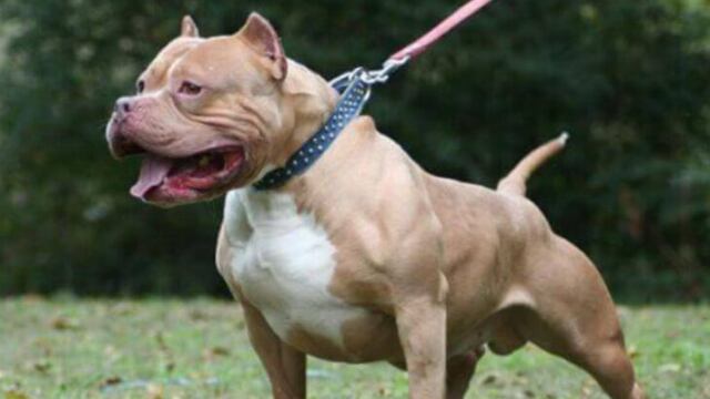 Un Pitbull atacó a un joven de 16 años en Posadas
