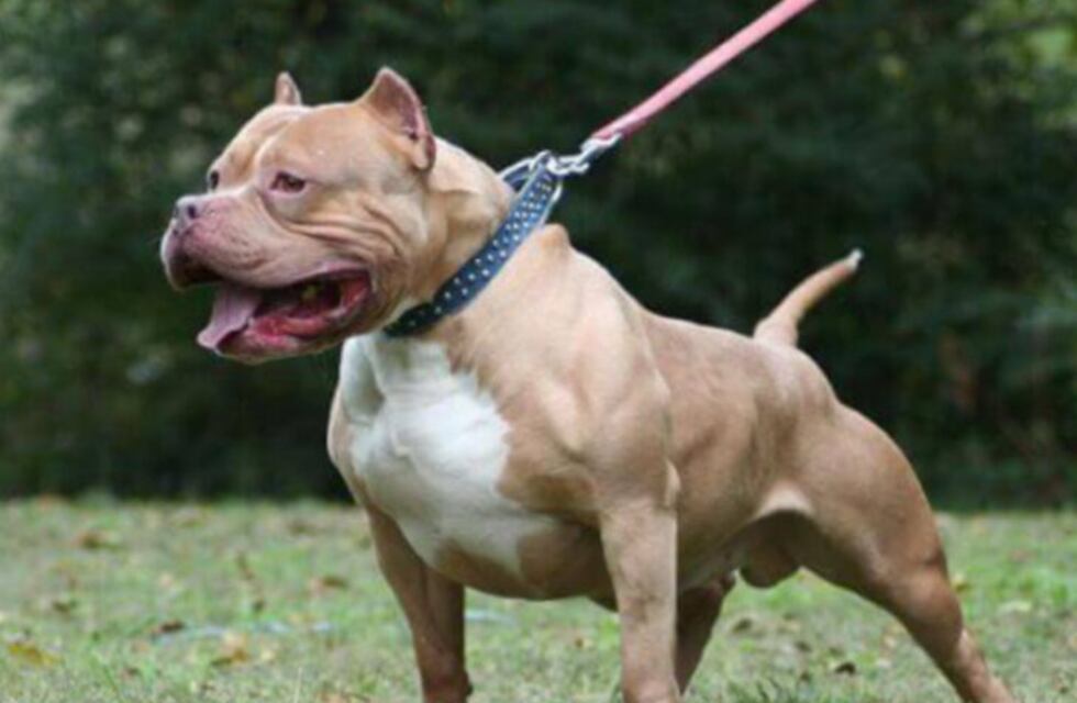 Carlos Paz: un policía mató a un perro con el arma reglamentaria