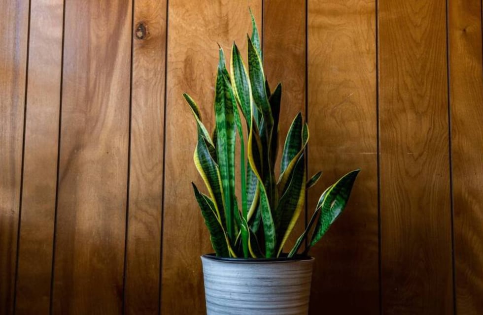 Dónde ubicar la lengua de suegra para atraer abundancia en 2026, según el Feng Shui