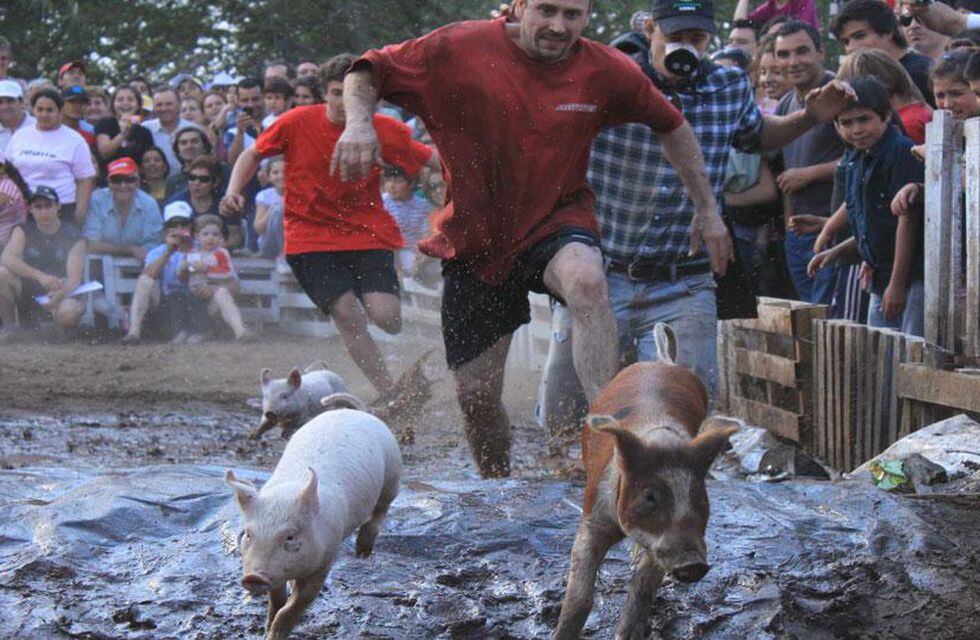 Chancho enjabonado: para terminar la polémica van a modificar la ordenanza en Malargüe