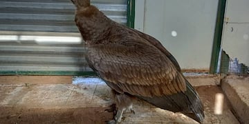 Encontraron un cóndor andino joven en el patio de una vivienda en Córdoba.