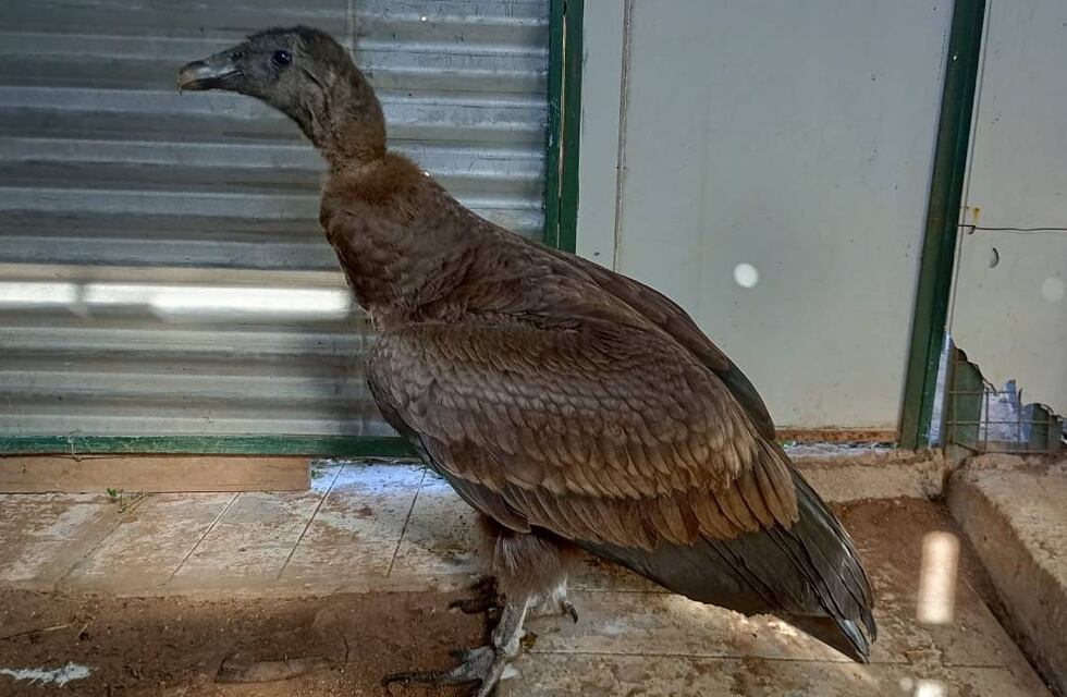 Insólito: encontraron un cóndor andino en el patio de una vivienda en Córdoba