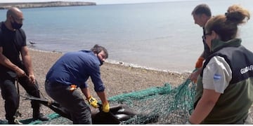 Pescadores mataron a palos a un lobo marino atrapado en una red.
