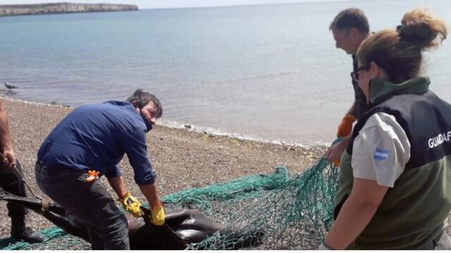 Pescadores mataron a palos a un lobo marino atrapado en una red.