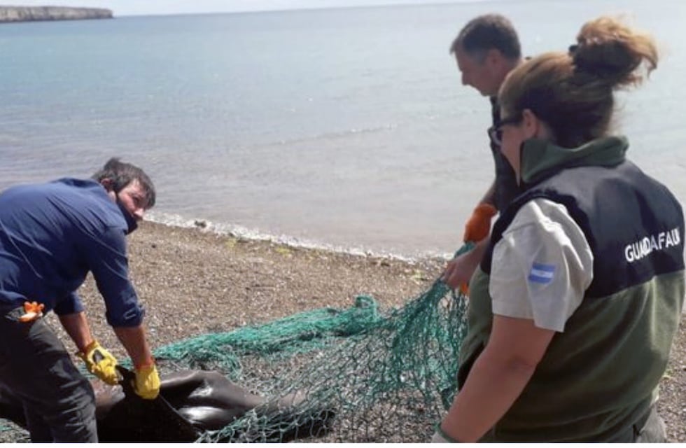 Mataron a palazos a un lobo marino