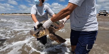 Regresan al mar tres tortugas cabezonas rescatadas en la Bahía de Samborombón.