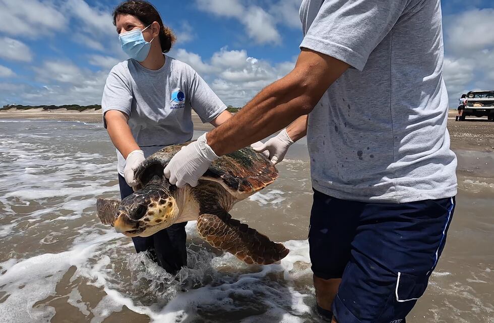 Regresan al mar tres tortugas cabezonas rescatadas en la Bahía de Samborombón