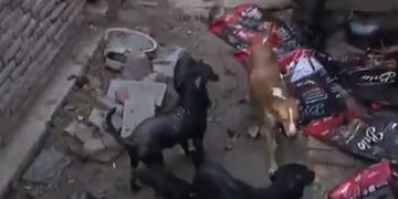 Los perros están descontrolados y se atacan entre ellos.