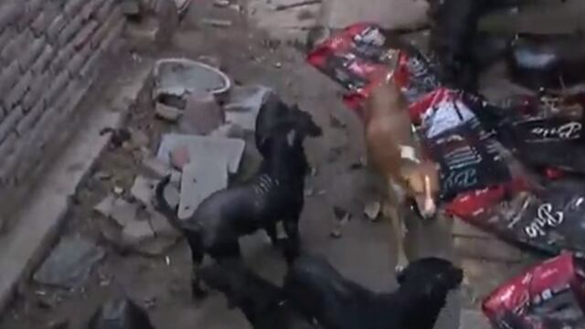 Los perros están descontrolados y se atacan entre ellos.