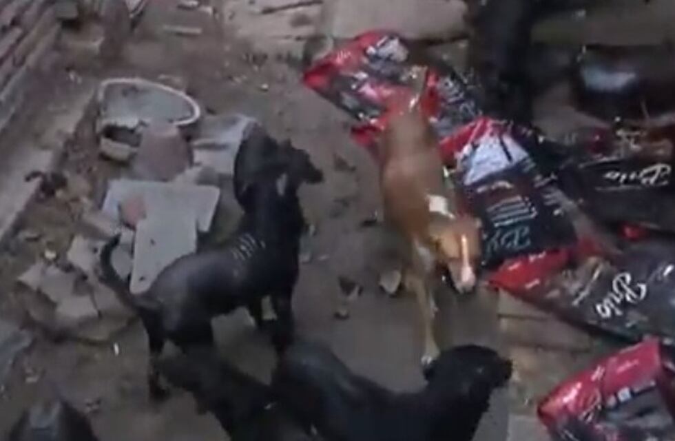Rescató unos 30 perros en Córdoba y ahora no puede salir al patio por miedo a que la ataquen: “Se comen entre ellos”