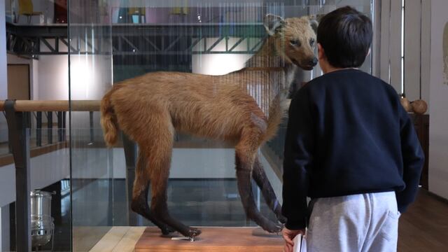 Los museos, una de las principales propuestas culturales de la Provincia para Rosario